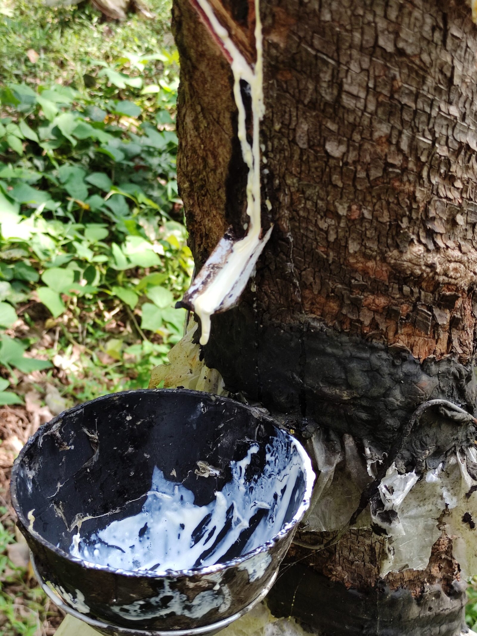 Látex claro escorrendo da seringueira, matéria prima da borracha natural